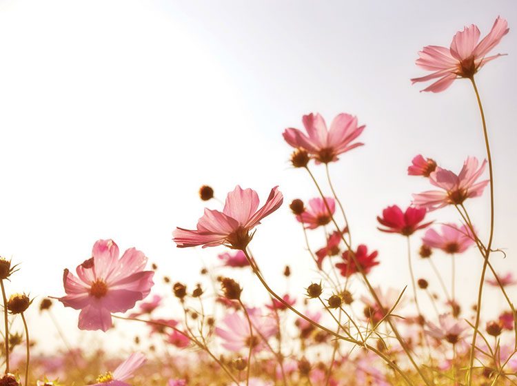 London Concert Choir - In Every Corner Sing!