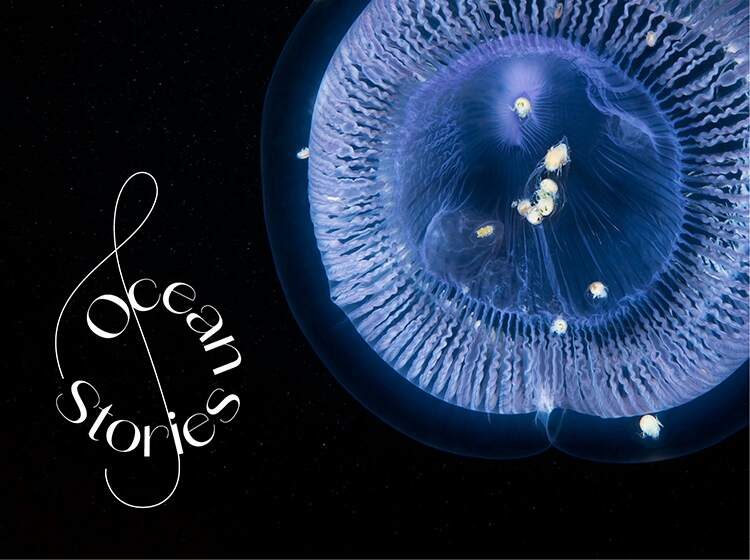 Ocean Stories