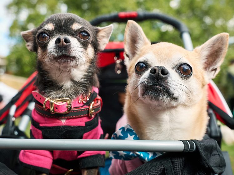 Two cute dogs at Chelsea Dogs Days